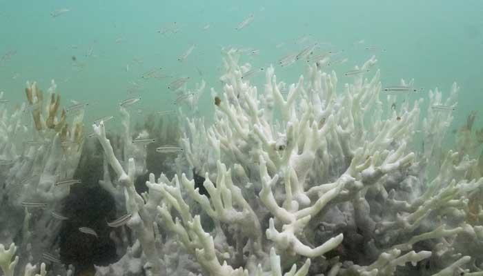 Climate tipping points are being crossed, scientists warn ahead of COP30